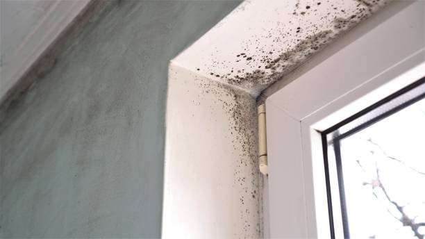 Best Same-Day Mold Removal  in Bridgewater, VA