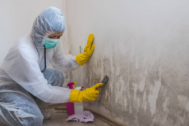 Best Certified Mold Removal  in Bridgewater, VA