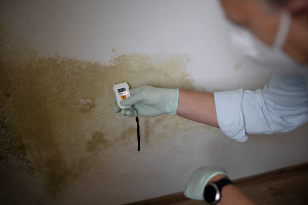 Best Mold Testing  in Bridgewater, VA