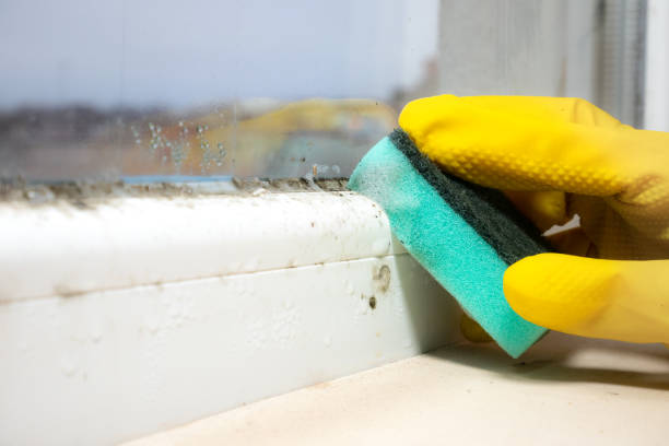 Certified Mold Removal in Bridgewater, VA