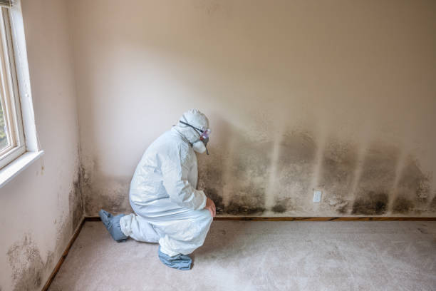 Best Emergency Mold Removal  in Bridgewater, VA