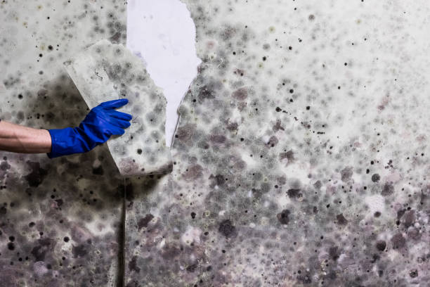 Best Water Damage Restoration  in Bridgewater, VA